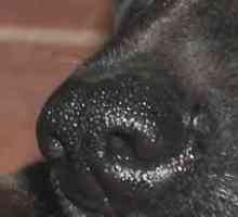 कुत्ते के पास हमेशा गीली नाक क्यों होती है?