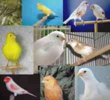 पक्षी अलग-अलग रंग क्यों होते हैं - वर्णक