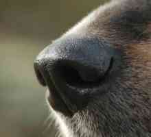 कुत्ते के नाक गीले और ठंडे क्यों हैं?