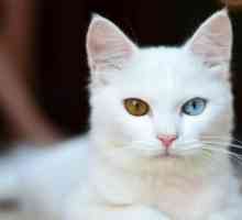 नीली आंखों वाली सफेद बिल्लियों आमतौर पर बहरे क्यों हैं?