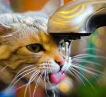 मेरी बिल्ली नल से पानी क्यों लेती है