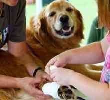 पालतू जानवरों के लिए प्राथमिक चिकित्सा