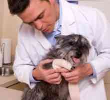 अपने कुत्ते के लिए प्राथमिक चिकित्सा - फ्रैक्चर और चोटें