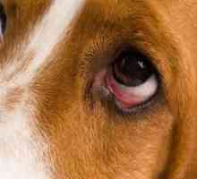 कुत्ते को आंखों के मलम को कैसे लागू करें