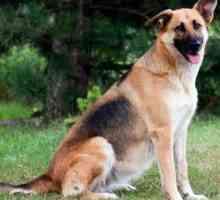क्या एक कुत्ता ऑस्टियोआर्थराइटिस से पीड़ित हो सकता है?