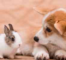 कुत्तों और खरगोश एक साथ रह सकते हैं