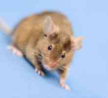 चूहों एक कुत्ते के भोजन दूषित कर सकते हैं?
