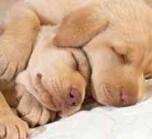जब वे सोते हैं तो वह कुत्ते सपने देखते हैं