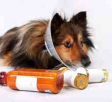आपके कुत्ते के पास गिआर्डिया होने के बाद घर कीटाणुशोधन कैसे करें