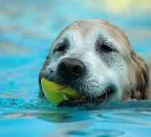 कुत्ते को कितनी विशेषताओं को एक अच्छा तैराक होना चाहिए?