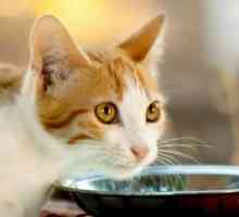 क्या आप जानते थे कि दूध बिल्ली के स्वास्थ्य के लिए हानिकारक है?