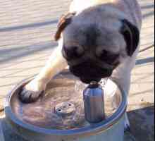 क्या आप जानते थे कि कुत्ते पानी काटते हैं?
