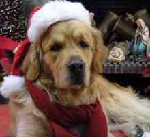 एफ़िनिटी नींव के अनुसार केवल 10 परिवारों में से 4 कुत्ते को क्रिसमस समारोह में ले जाते हैं