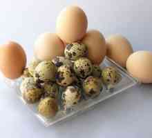 क्या अंडे कुत्तों के लिए स्वस्थ हैं?