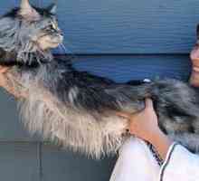 स्टीवी, दुनिया की सबसे लंबी घरेलू बिल्ली