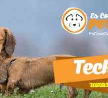 Teckel: लोकप्रिय dachshund