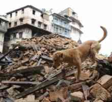 नेपाल में भूकंप: कुत्तों जो अन्य लोगों को बचाने के लिए अपने जीवन समर्पित करते हैं
