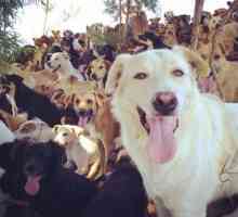 ज़ागुएट्स का क्षेत्र: छोड़े गए कुत्तों के लिए दुनिया का सबसे अच्छा घर