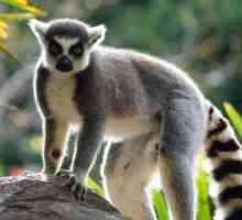Lemur के बारे में सब कुछ