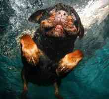 क्या सभी कुत्तों को तैरना है कि कैसे तैरना है?