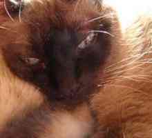 सनबाथिंग: समृद्ध विटामिन डी और आपकी बिल्ली के लिए खुशी
