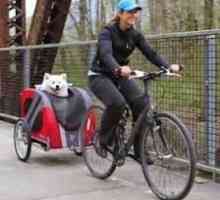 साइकिल पर कुत्ते को लेने के तीन तरीके