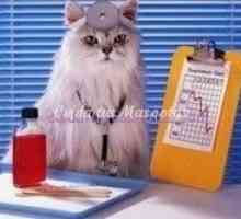 बिल्ली एलर्जी के लिए टीका
