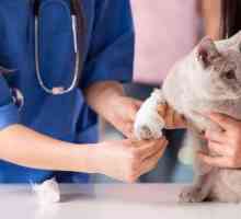 टीके, एक अच्छा आहार और पशु चिकित्सक, हमारी बिल्ली के स्वास्थ्य के लिए कुंजी पर जाएं