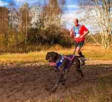 वलाडोलिड कुत्तों के साथ एथलीटों के लिए पहला रेसिंग सर्किट होस्ट करेगा