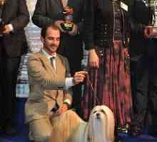 वेलेज-मैलेगा। कोस्टा डेल सोल पर एक्सएक्सवी अंतर्राष्ट्रीय कुत्ता शो
