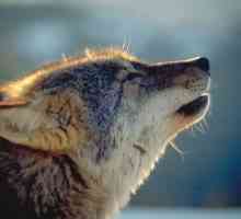 Wwf एविला में एक दूसरे भेड़िया की आधिकारिक मौत की निंदा करता है