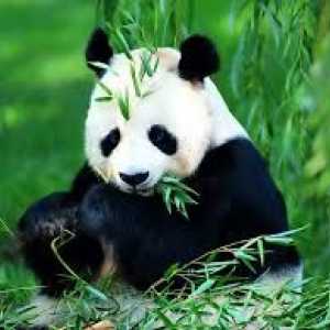 10 पांडा की छवियां जो आपके साथ प्यार में पड़ जाएंगी