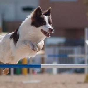 17 कुत्ते फेडरल साइनोलॉजिक इंटरनेशनल (एफसीआई) की 21 वीं एजिलिटी वर्ल्ड चैंपियनशिप में रॉयल कैनाइन…