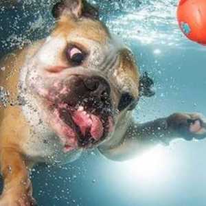पानी के नीचे कुत्तों की 30 आश्चर्यजनक तस्वीरें