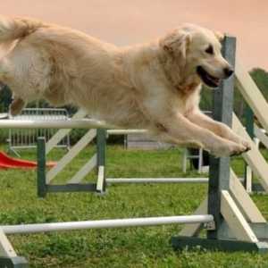 5 कुत्ते नस्लों जो अनिवार्य रूप से एथलीट हैं