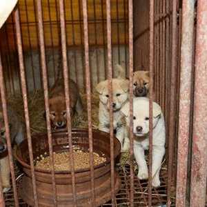 दक्षिण कोरिया में 57 कुत्तों को खाने से बचाया जाता है