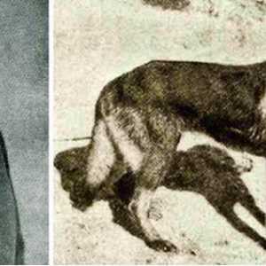 6 चीजें जिन्हें आप जर्मन चरवाहा कुत्तों के बारे में नहीं जानते थे