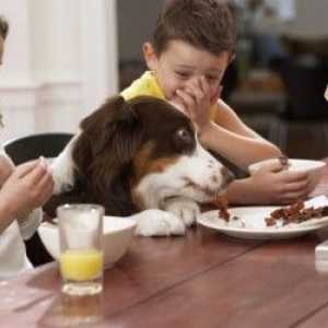 9 खाद्य पदार्थ जो आप अपने कुत्ते के साथ खा सकते हैं