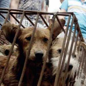 विरोध के बावजूद, चीन में कुत्ते का मांस त्यौहार शुरू हुआ
