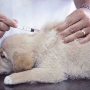 एक कुत्ते के साथ क्या हो सकता है जिसमें हृदय रोग परजीवी है यदि वे इस बीमारी के लिए निवारक टीका देते…