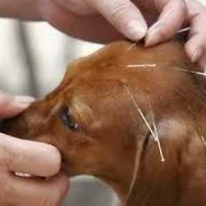 कुत्तों के लिए एक्यूपंक्चर: कुत्तों के लिए पारंपरिक दवा
