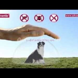 Advantix: पिपेट जो आपके कुत्ते से leishmaniasis रोकता है