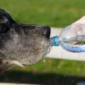 कुत्तों के लिए पानी