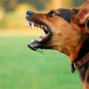 एक कुत्ते को अन्य कुत्तों के प्रति आक्रामक होने के लिए कैसे रोकें