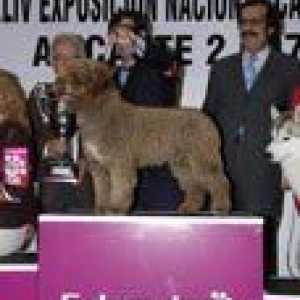 एलिकांटे। एक्सएलवी राष्ट्रीय प्रदर्शनी और कुत्ते अंतरराष्ट्रीय xxvii (सीएसी और cacib, अनिवार्य…