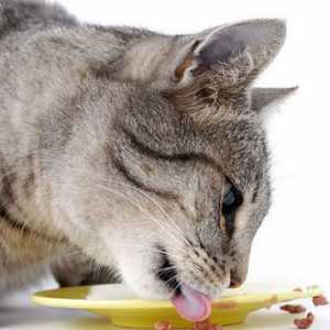 एक बिल्ली के लिए उचित भोजन