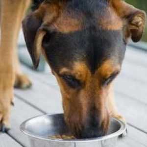 कुत्तों को किस प्रकार के भोजन की ज़रूरत है?