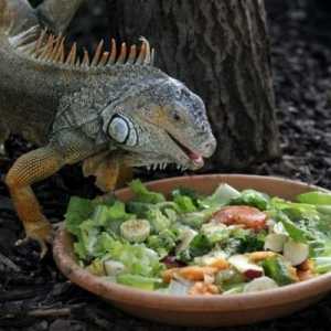 Iguanas के लिए भोजन