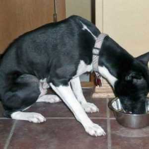 कुत्ता खाना: उपचारात्मक आहार