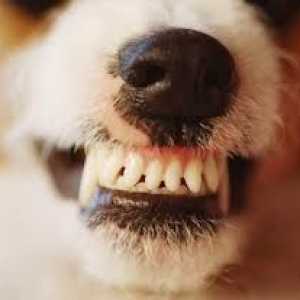 खाद्य पदार्थ जो कुत्ते के दांतों का ख्याल रखते हैं